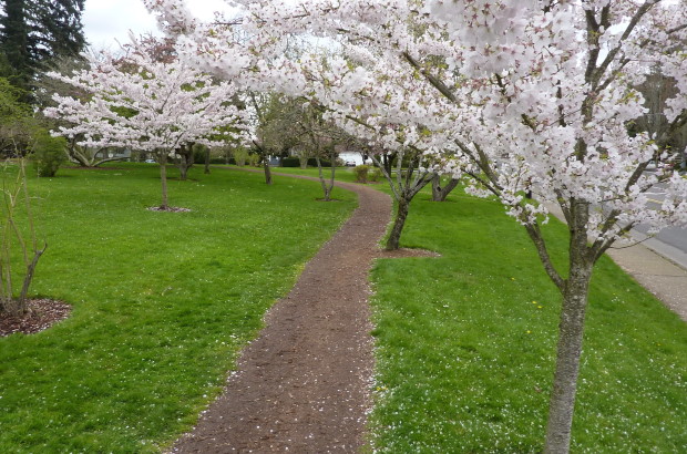 Photo of cherry blossoms at Willamette University, Salem Oregon