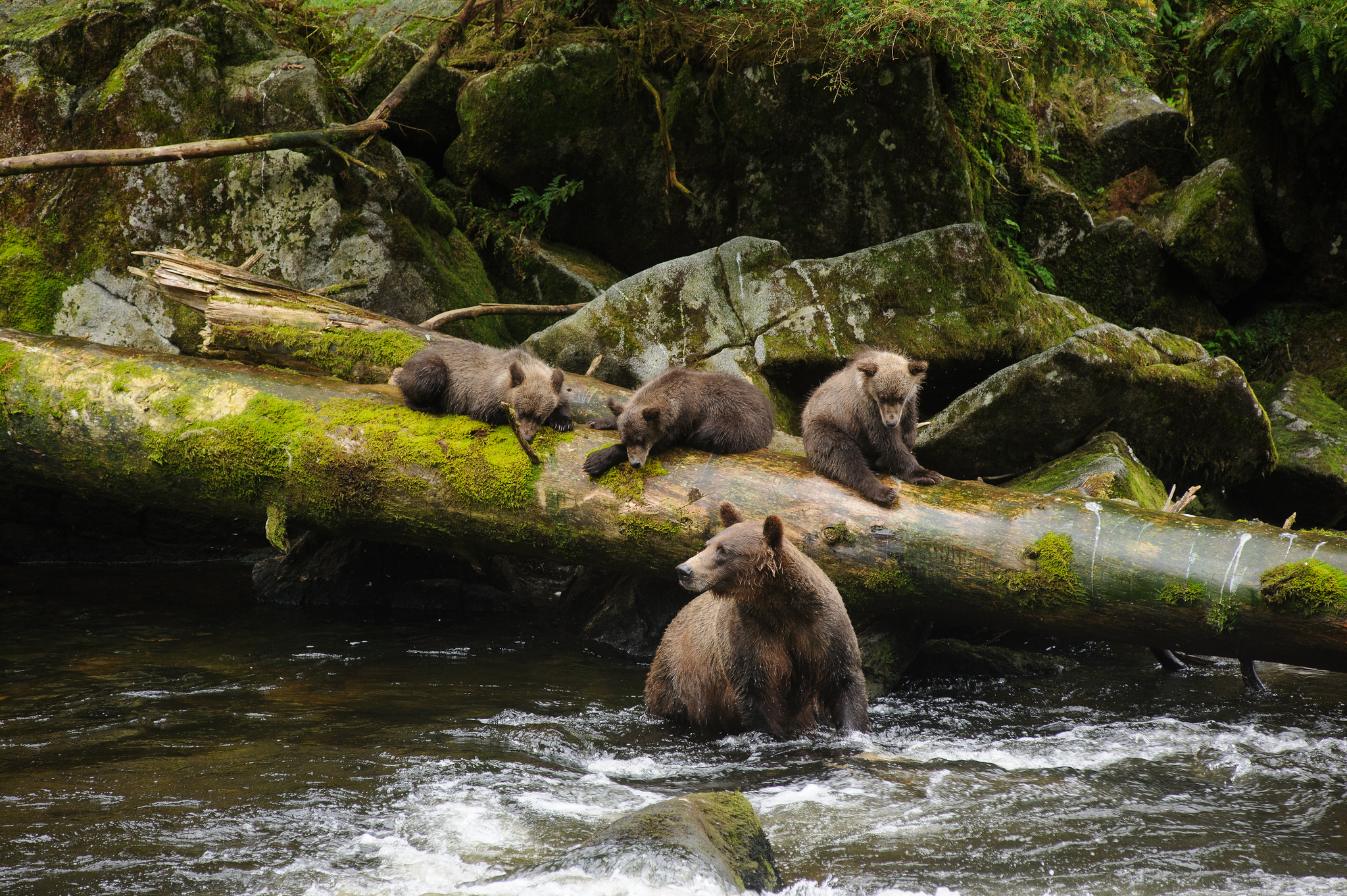 A mother and her cubs at Anan Creek in Tongass National Forest
