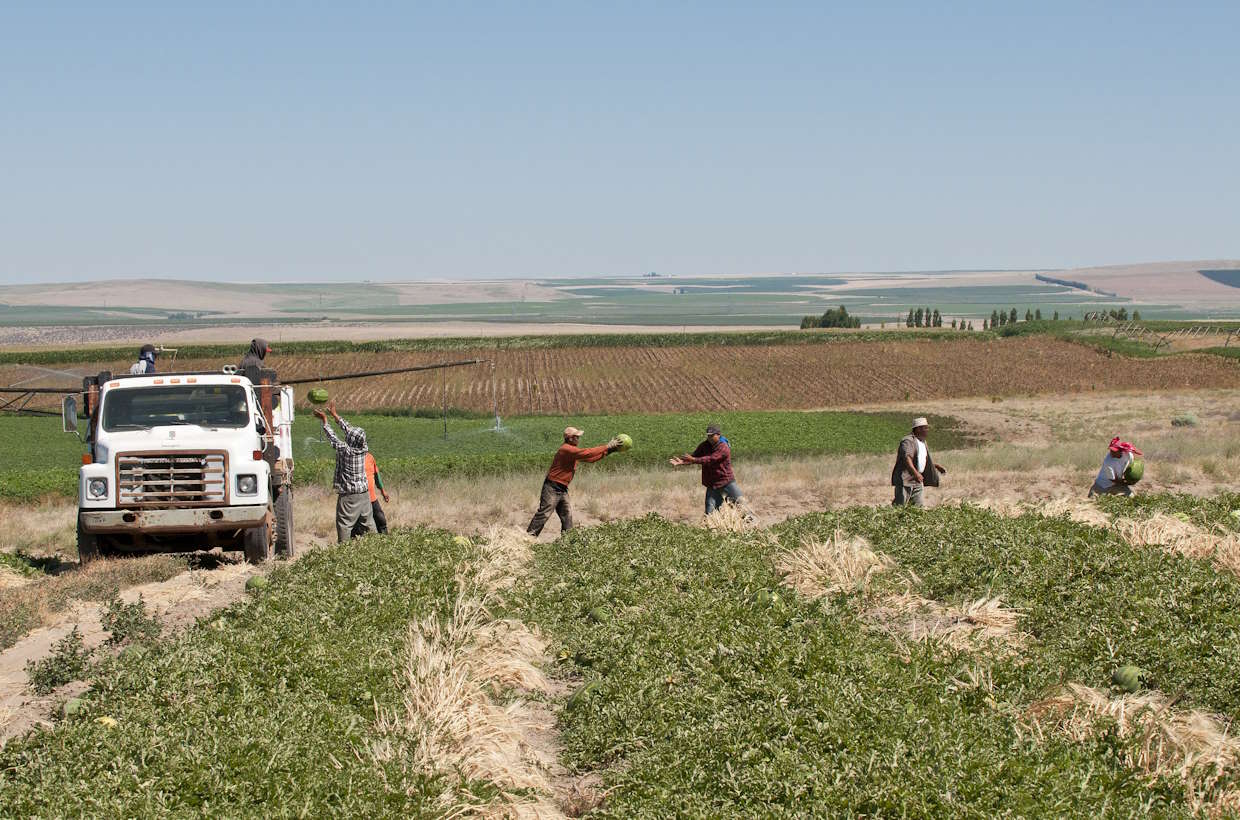 Photo of farmworkers in a field, passing watermelons