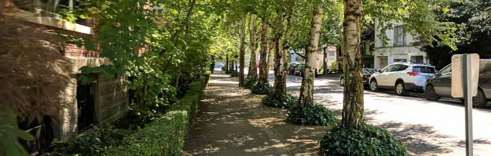 Photo of a shaded Seattle street