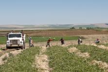 Photo of farmworkers in a field, passing watermelons